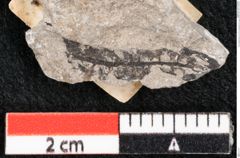 Foto (Detailansicht) von Pinus taedaeformis Unger (NHMW-GEO-2024-0188-6651)